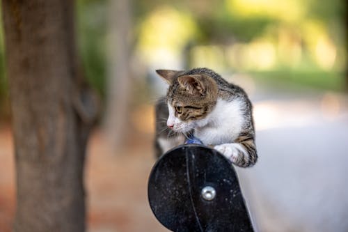 Free Tabby Cat Lying Down at Park Stock Photo