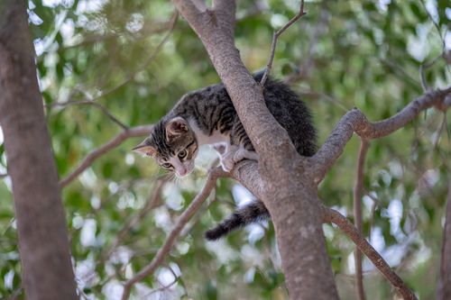 Free A curious cat explores high branches in a tranquil, leafy setting. Stock Photo