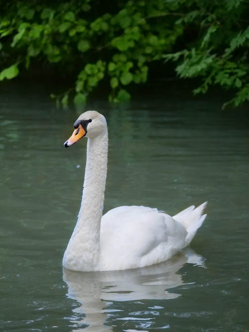 Swan on Lake