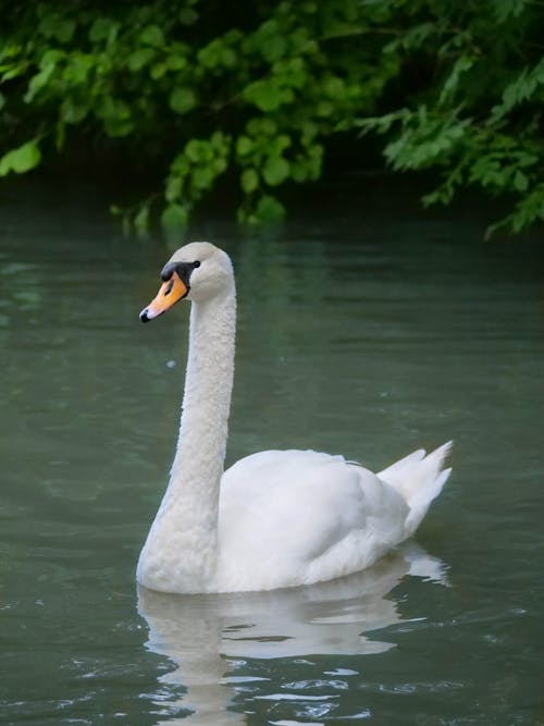 Photos gratuites de cygne, fond d'écran mobile, lac