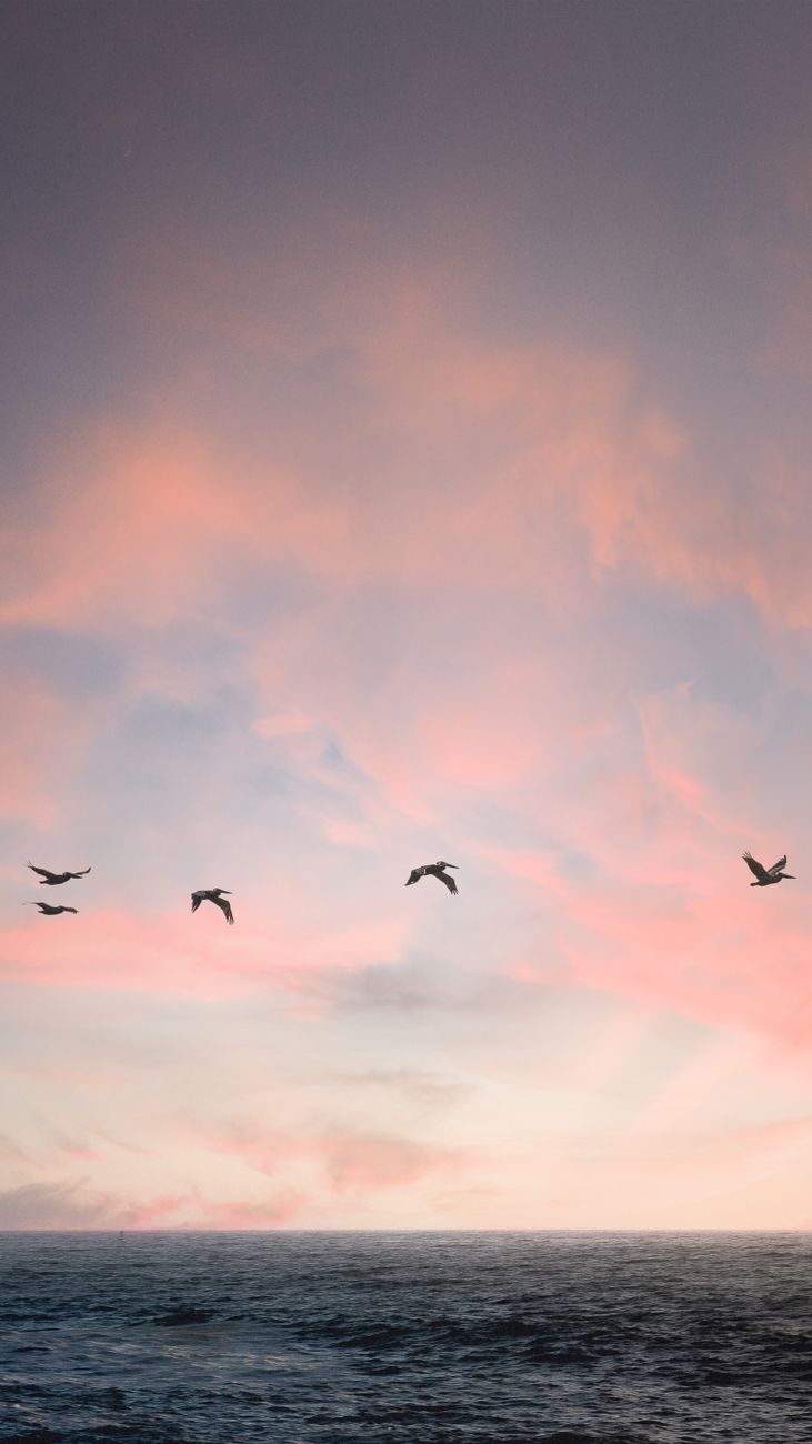 Capture of a peaceful sunset over the ocean with birds flying against a pastel sky.