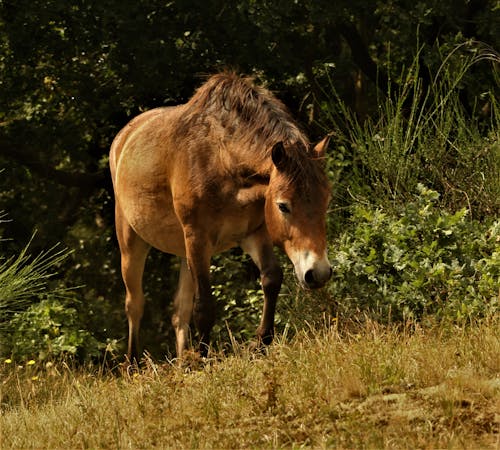 A Brown Horse on a Field 