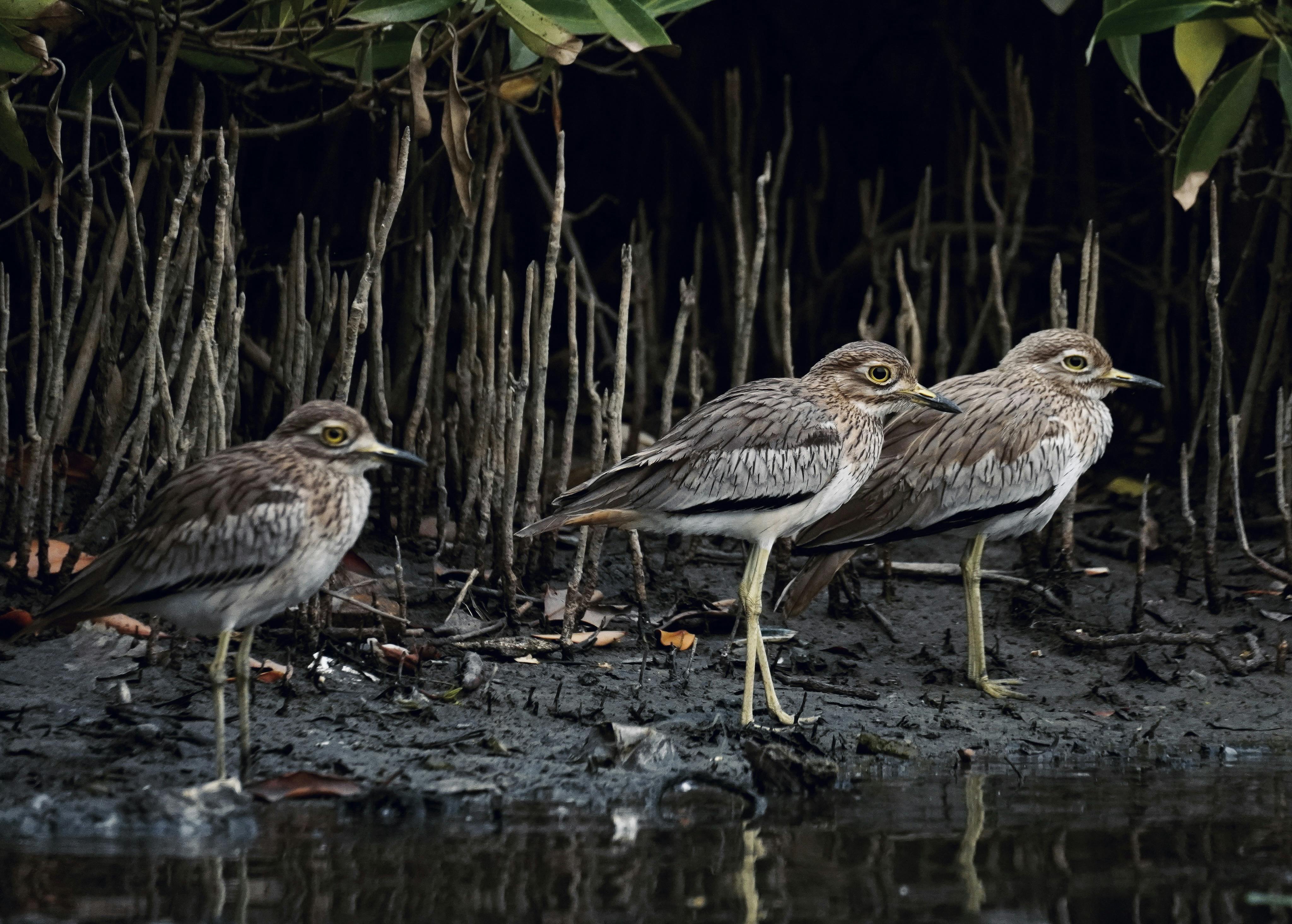Mangrove Senegal