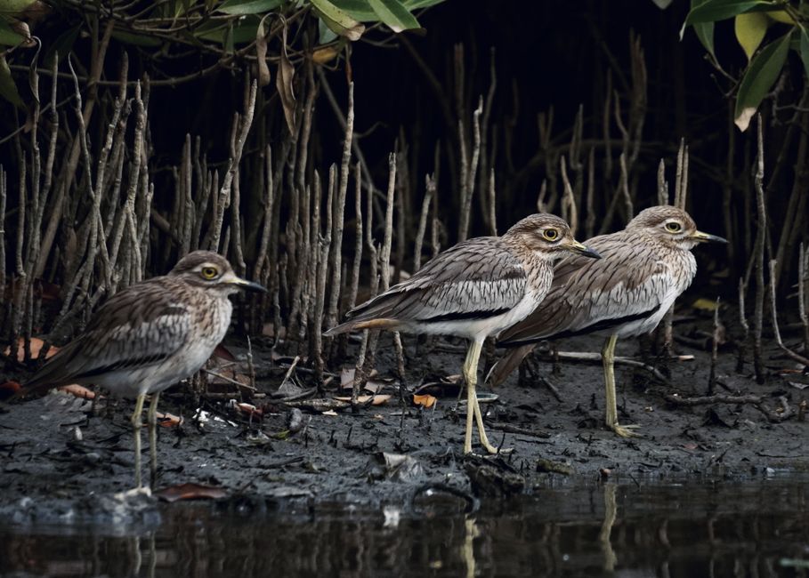 Mangrove Senegal