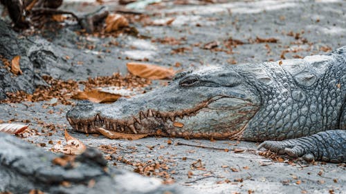 Close-up of a Crocodile 