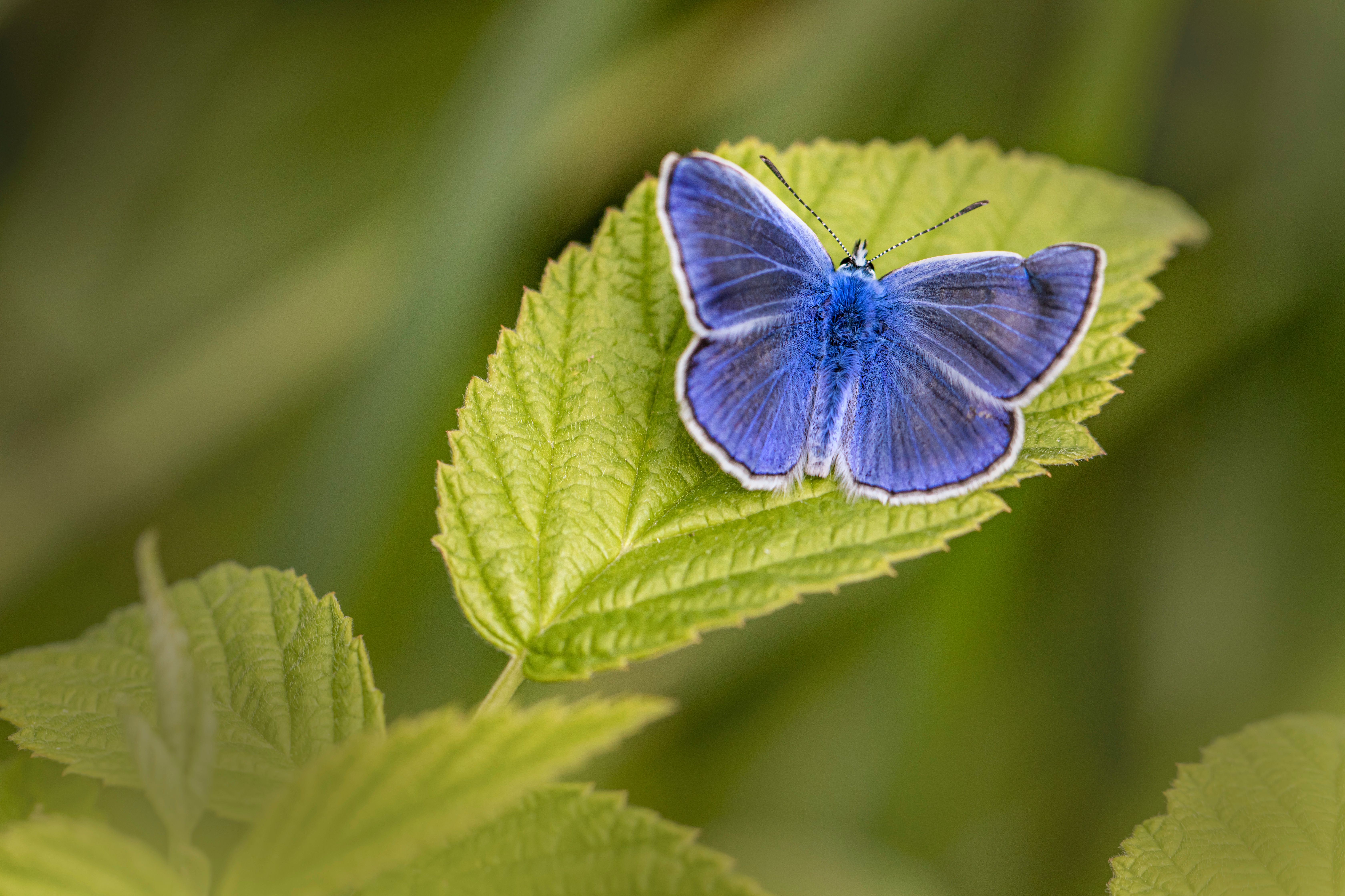 A small blue butterfly sitting on a green leaf · Free Stock Photo
