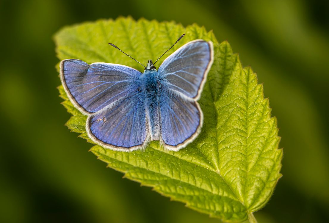 A blue butterfly sitting on a green leaf · Free Stock Photo