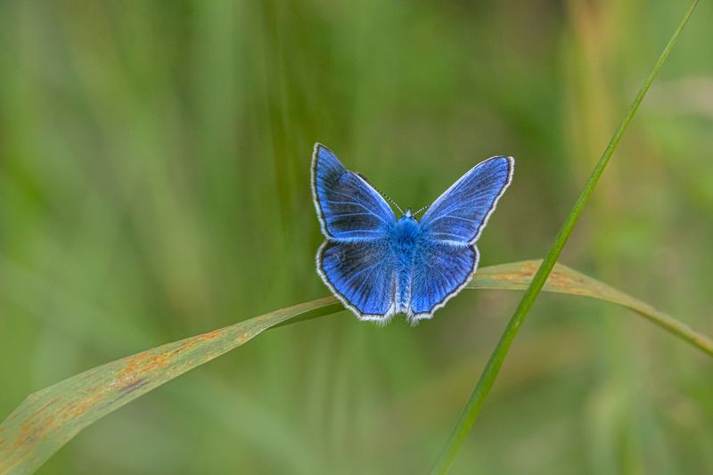 A blue butterfly sitting on a green leaf · Free Stock Photo