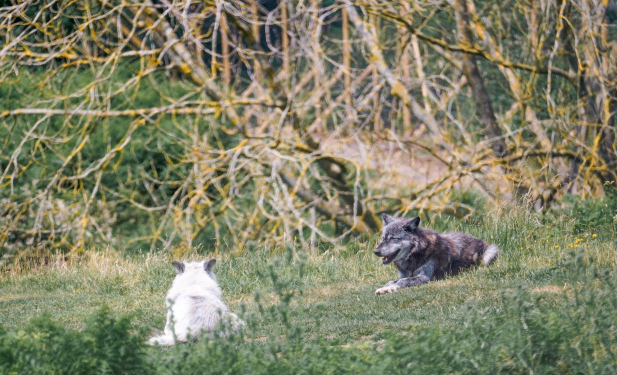 Бесплатное стоковое фото с арктический волк, волк