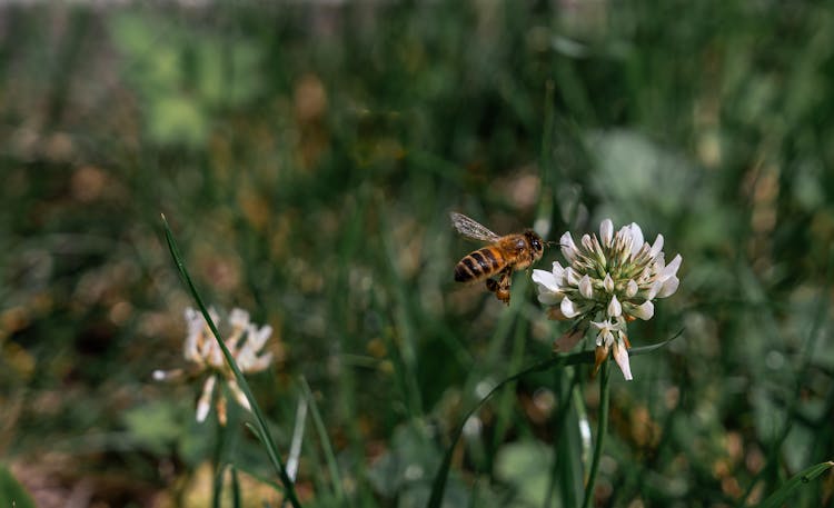 Bee Flying Over Flower