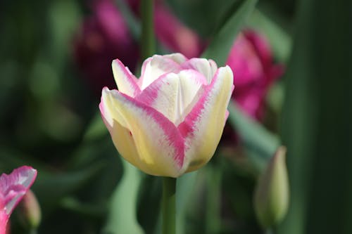 Close-up of a Multi Colored Tulip 