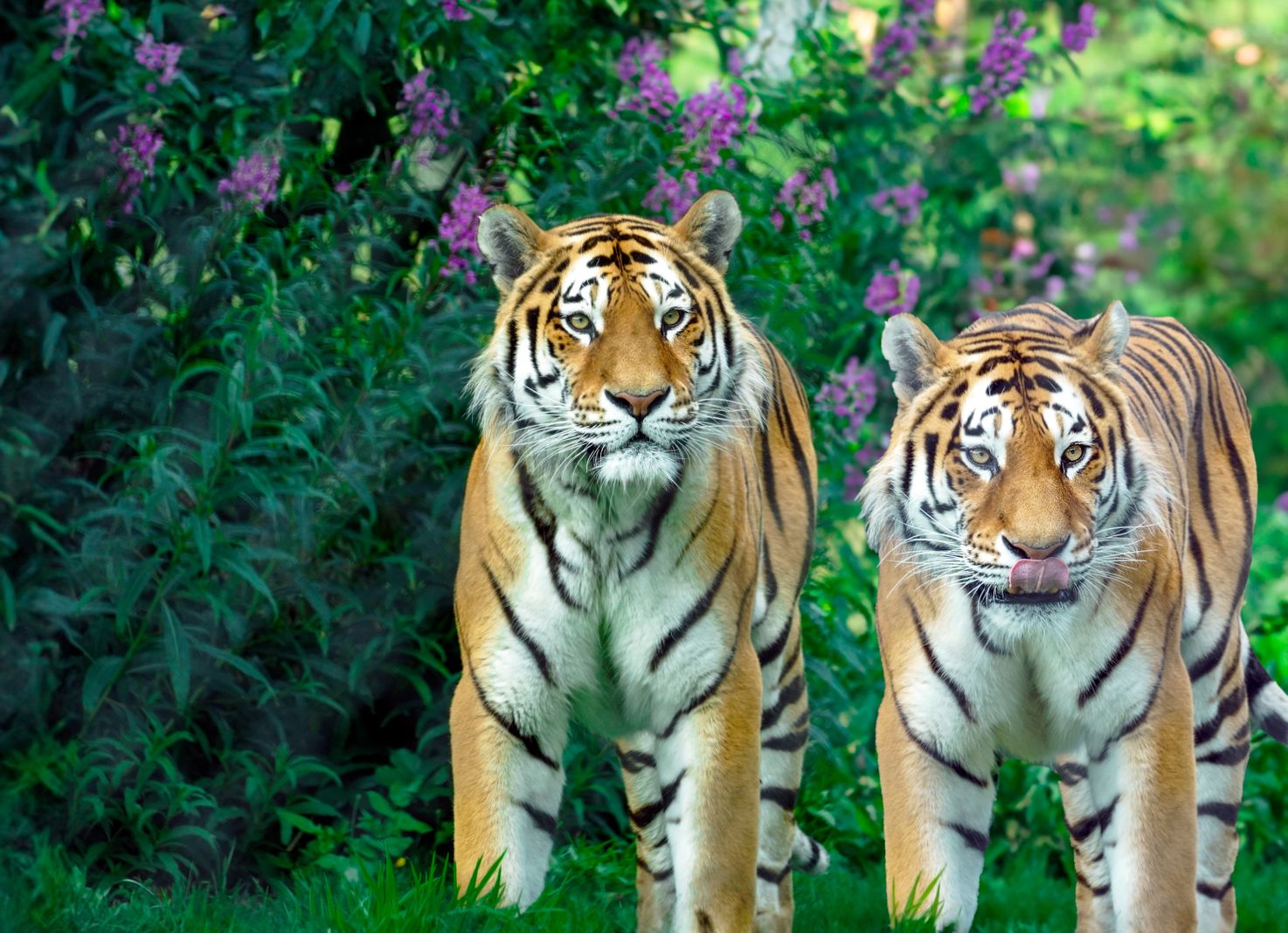 Foto de um tigre siberiano em um zoológico