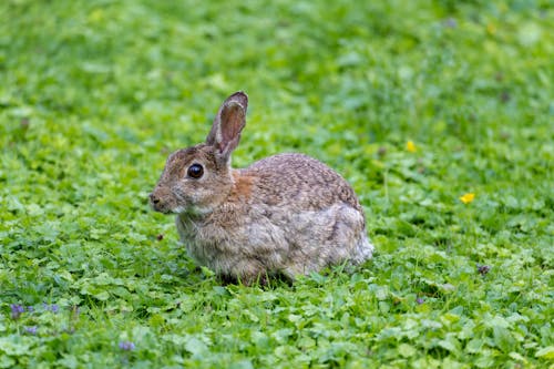 Rabbit in Nature