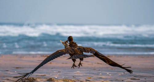 Close-up of an Eagle on the Beach 