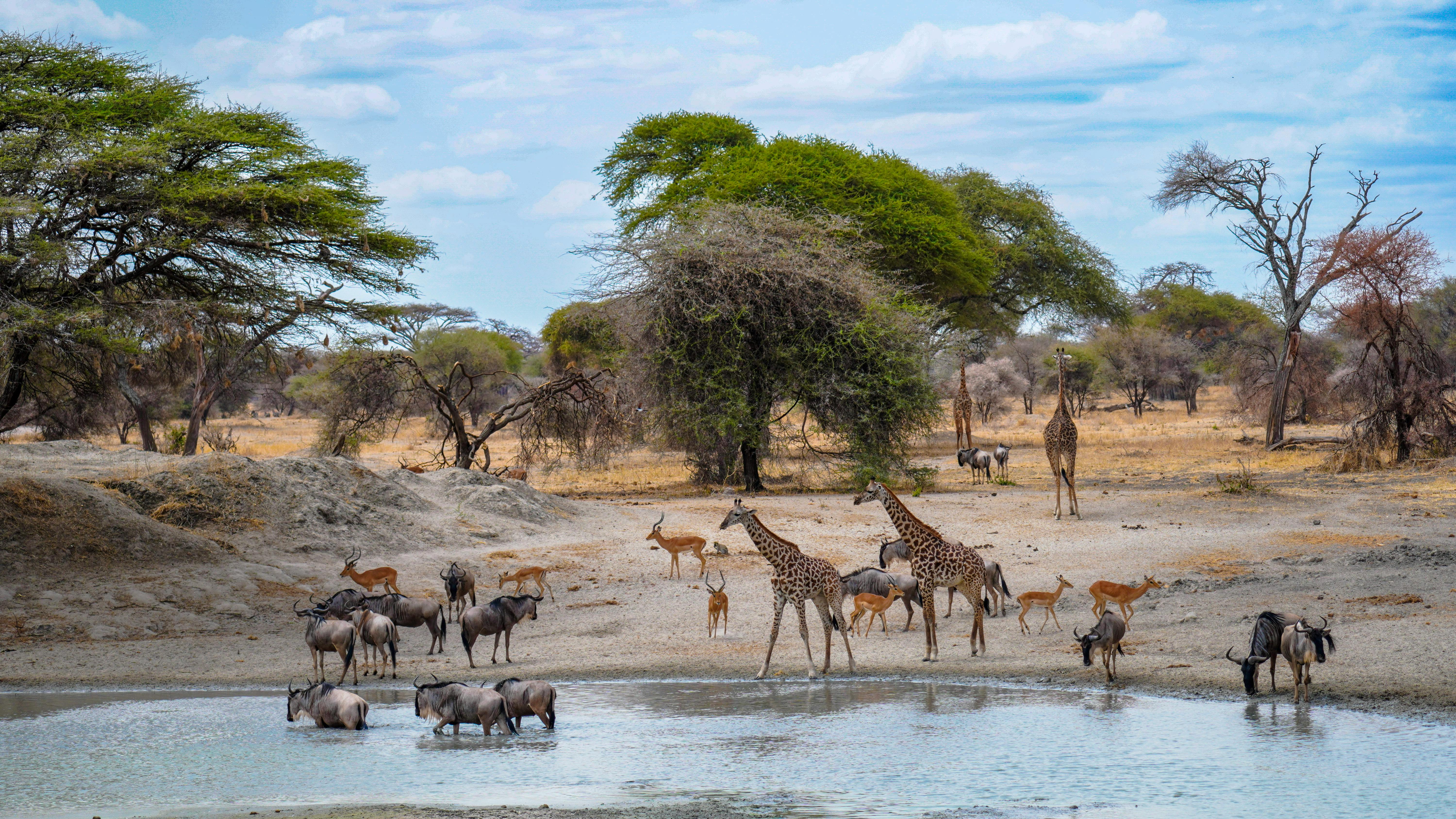 Africa Travel Guide: 2026's Best Destinations, Events, Attractions and More — Photo by BabijaPhoto JB on Pexels