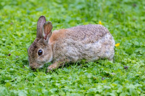 Rabbit Walking Photos, Download The BEST Free Rabbit Walking Stock ...