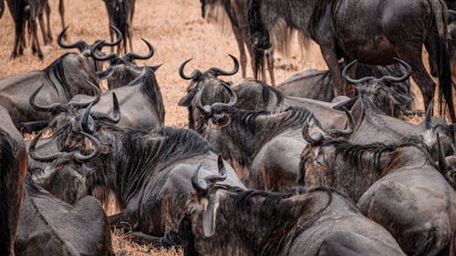 Herd of Wildebeests on the Field 