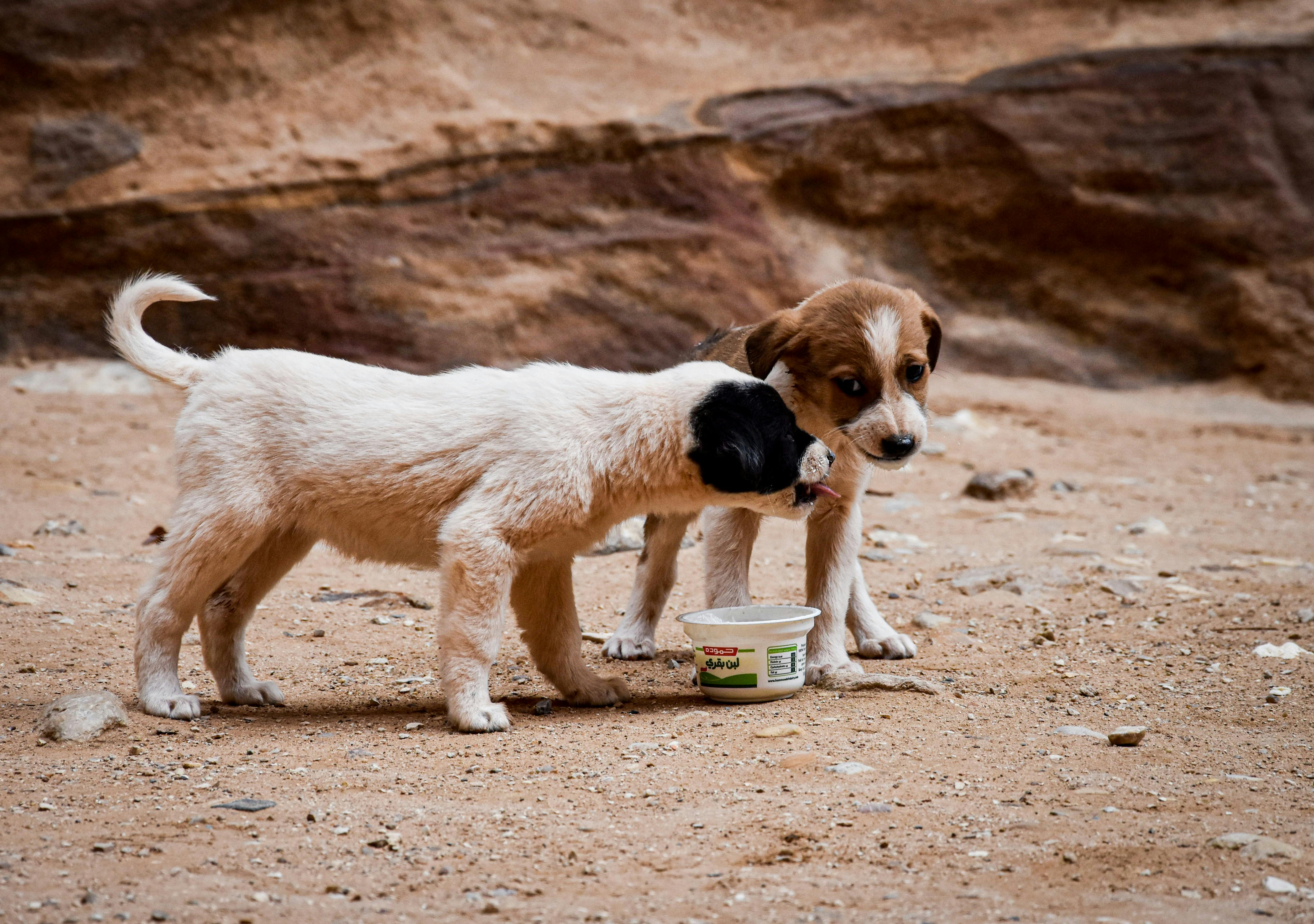 Free local sale puppies