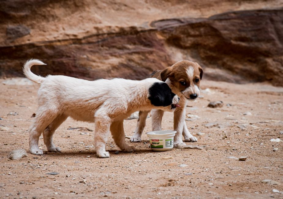 how to choose puppy food 2026