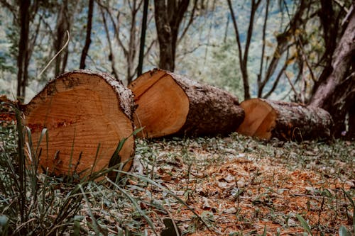 Tree Logs on Ground in Forest