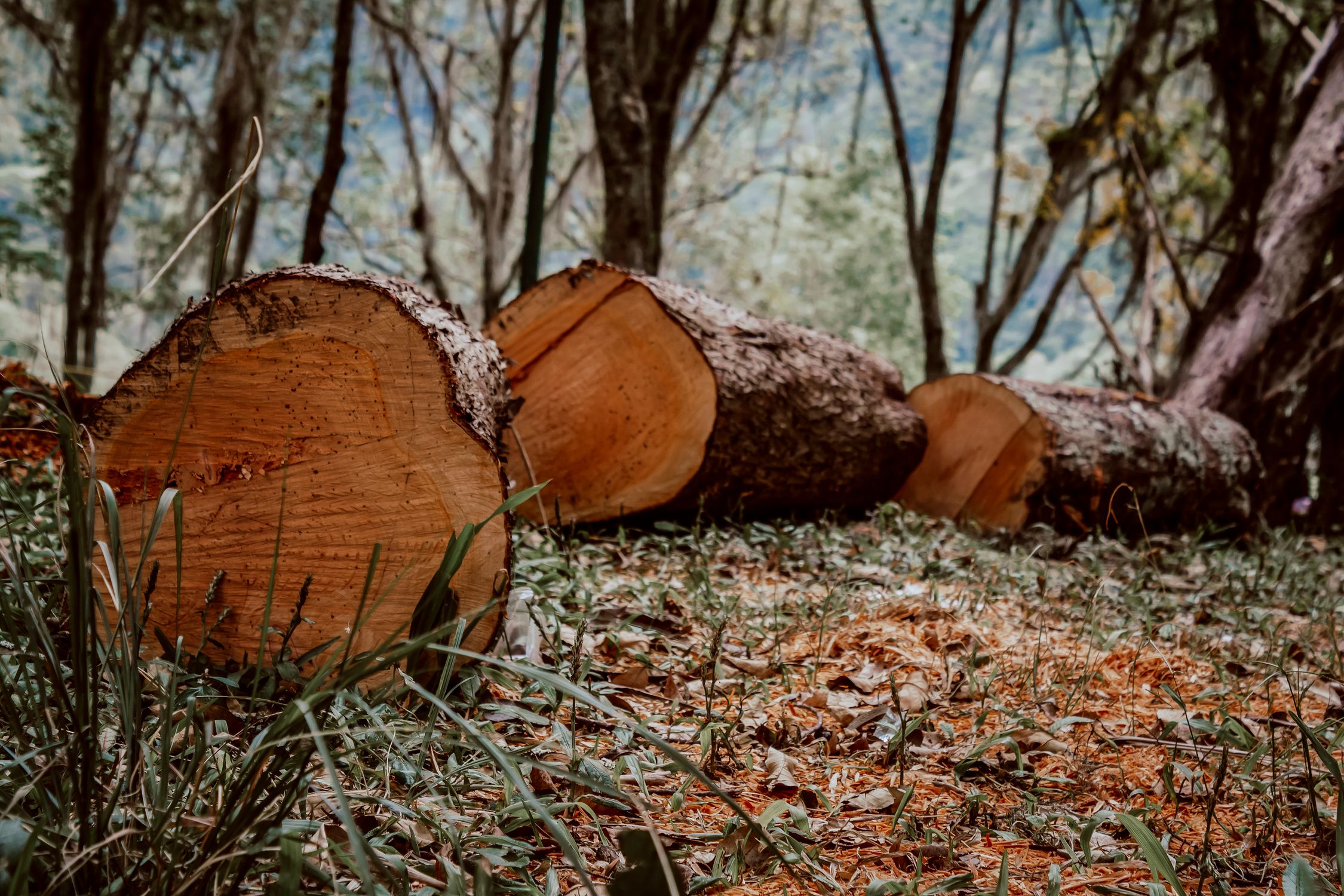 Tree Logs on Ground in Forest · Free Stock Photo