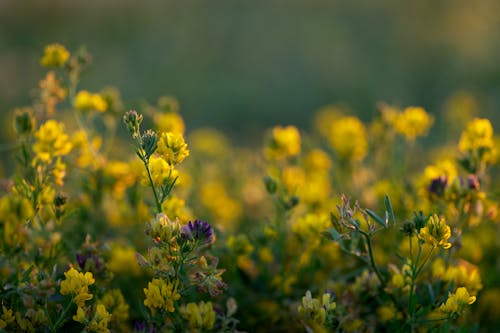 Yellow Flowers on Meadow