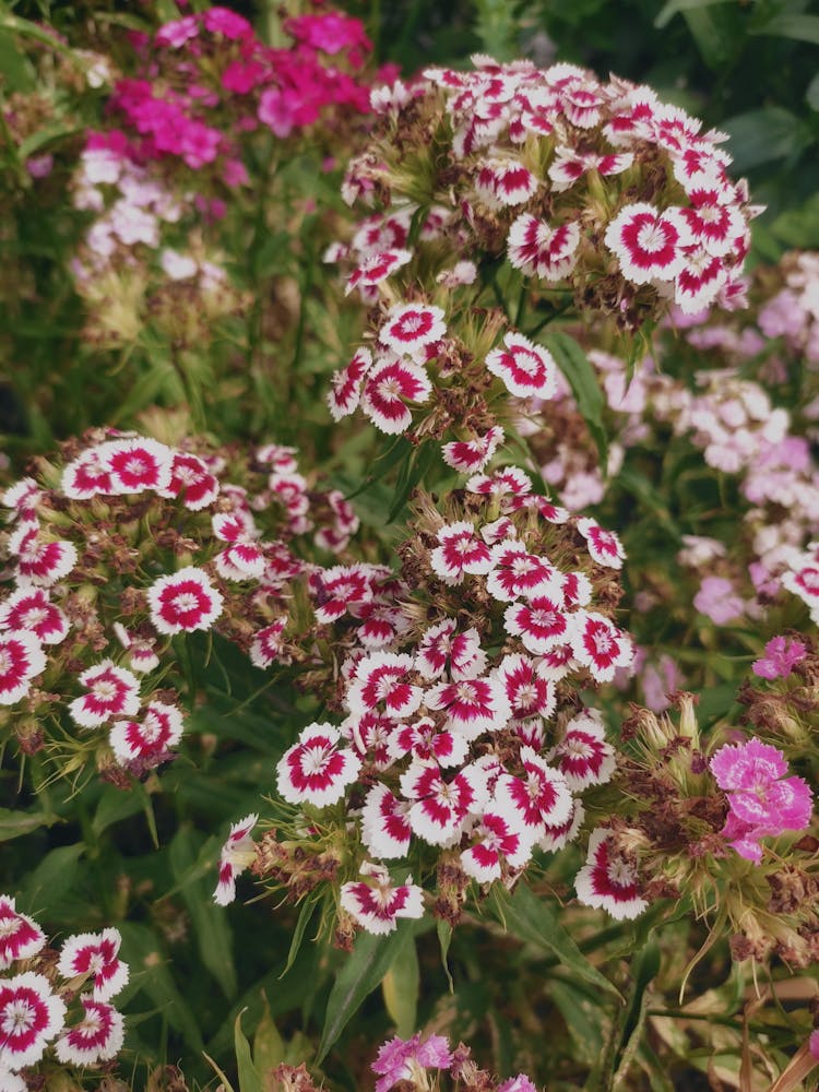 Pink And White Sweet William Carnations