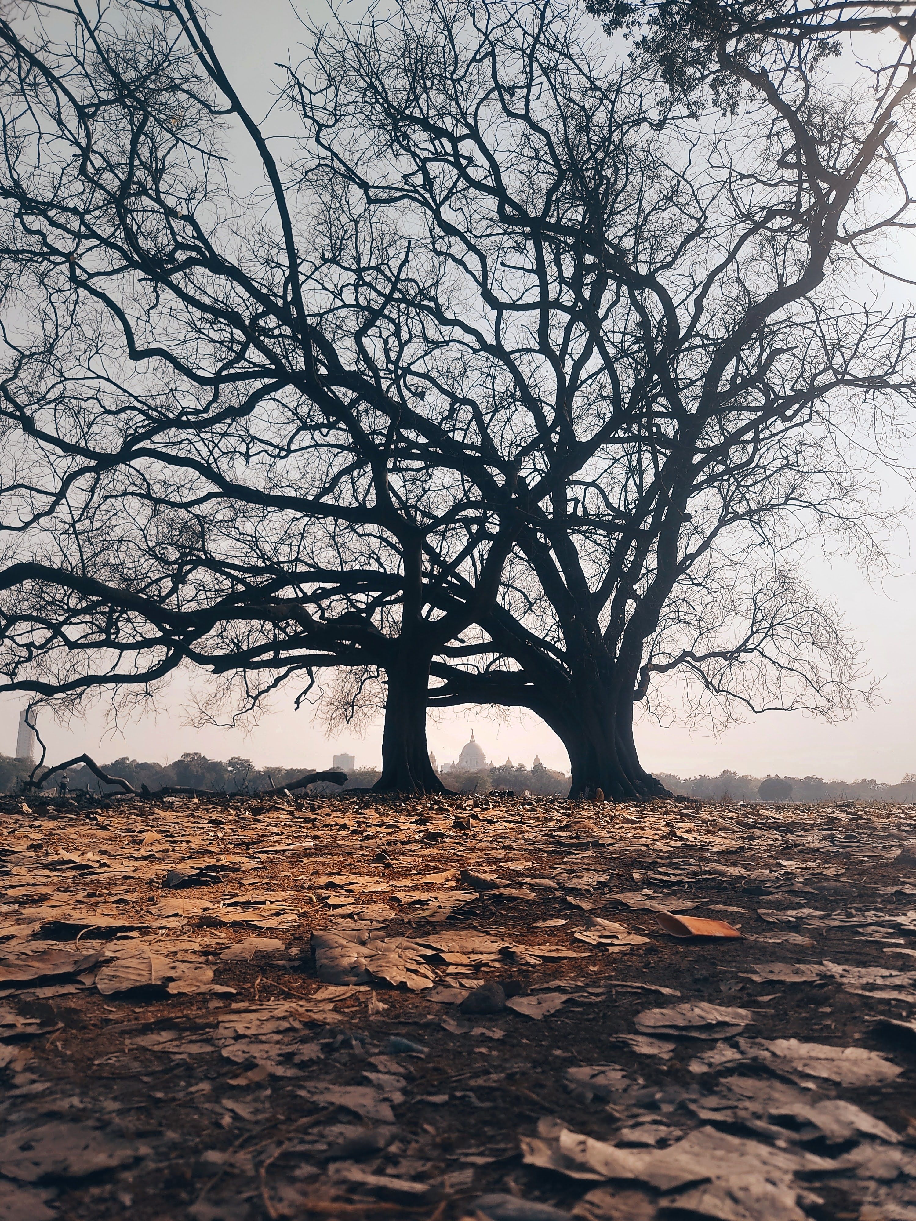 Bare Trees Growing in Wilderness · Free Stock Photo