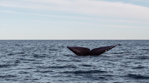 Whale in Open Sea