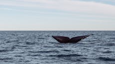Whale in Open Sea