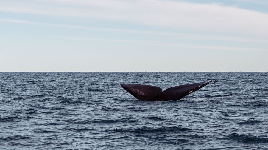 Ballena jorobada saltando en el Golfo de Papagayo al amanecer