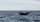 whale