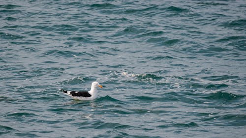 Seagull Swimming in Water