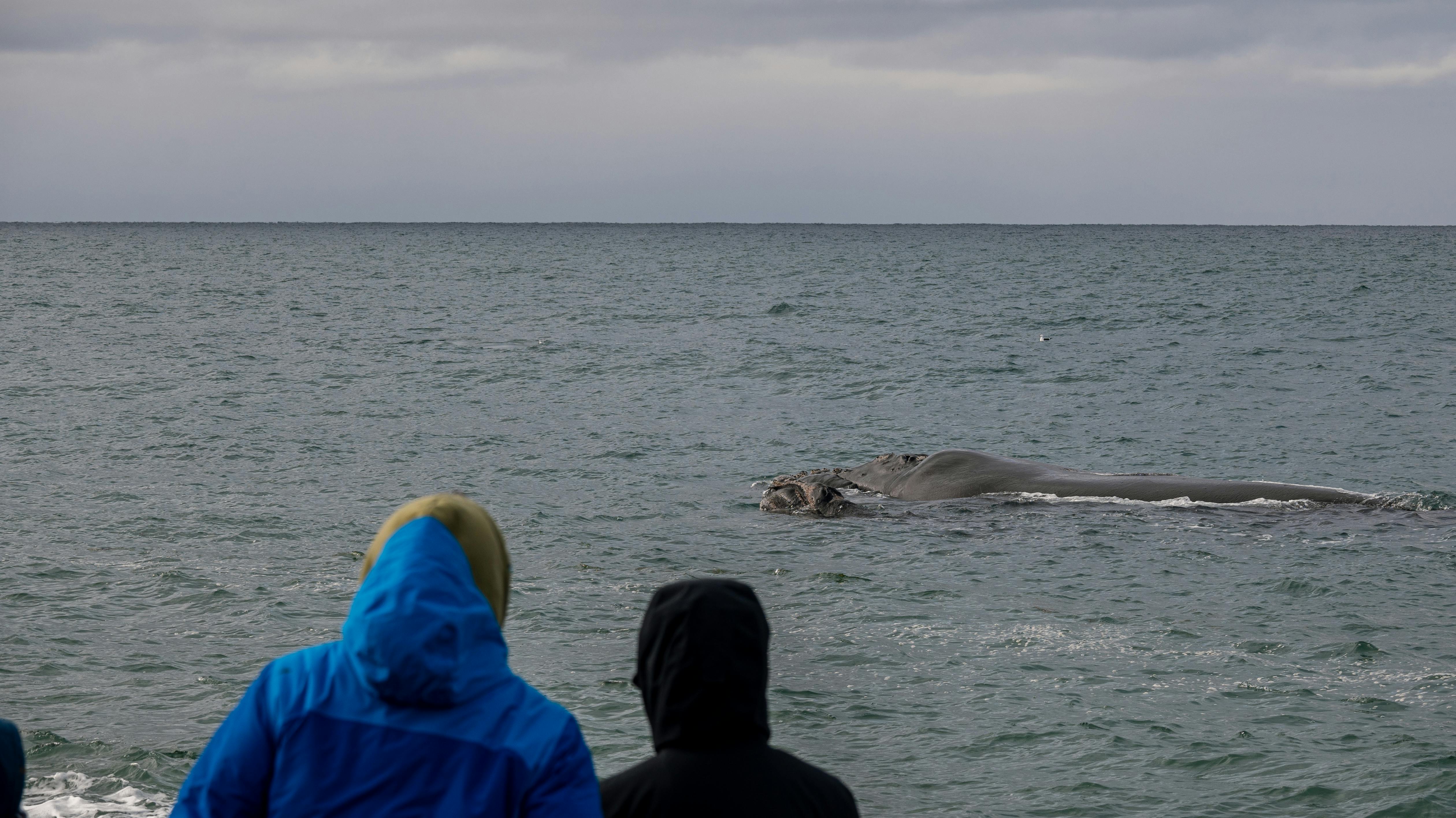 A majestic whale breaching in the waters of Alaska, as seen during a whale watching excursion. [Photo by Ema Reynares on Pexels]