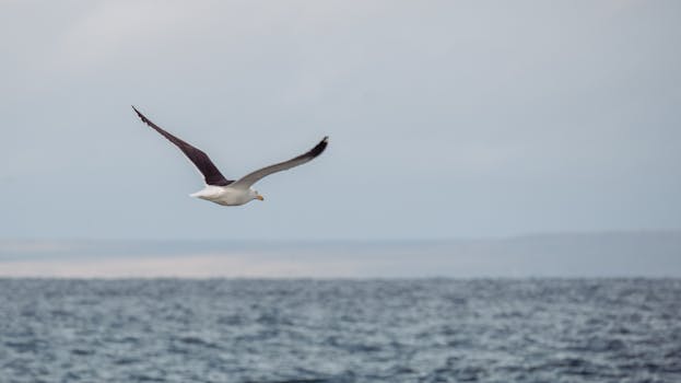 Puerto Madryn, Argentina photo 19