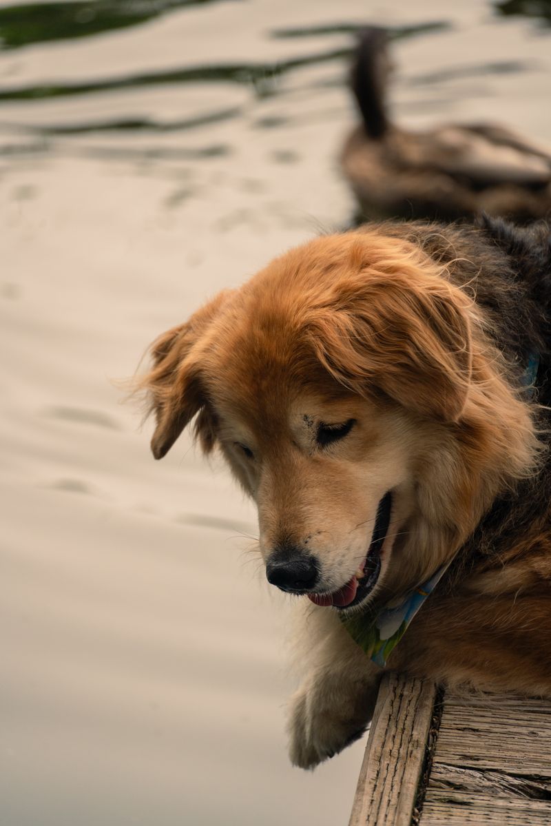 湖の桟橋で休む犬
