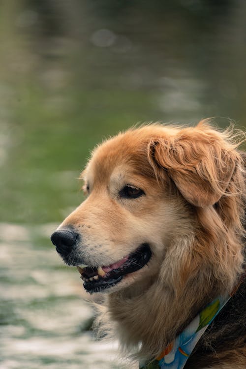 Cute Dog near Water
