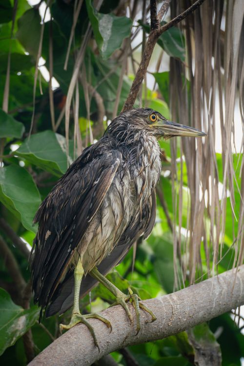 Free Close-up of a black-crowned night heron perched on a branch surrounded by green foliage. Stock Photo