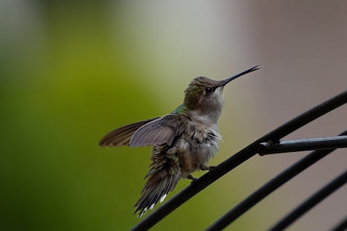Imagine de stoc gratuită din colibri, faună sălbatică, hd