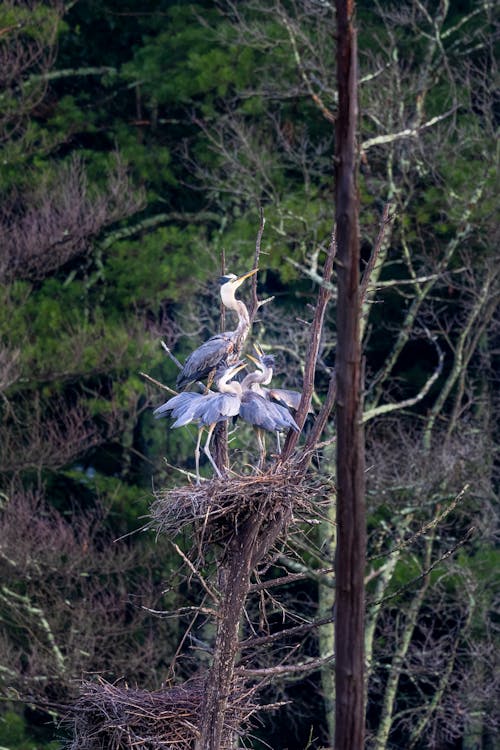 Free stock photo of bird nest, birds, blue heron