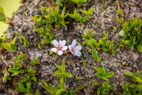 Close-up of Wildflowers Growing on Ground