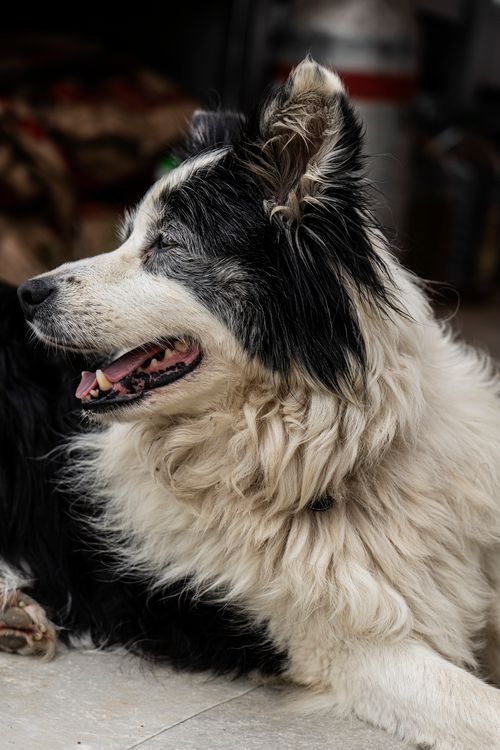 Free A cute border collie dog lying on the floor indoors, showcasing its fluffy coat. Stock Photo