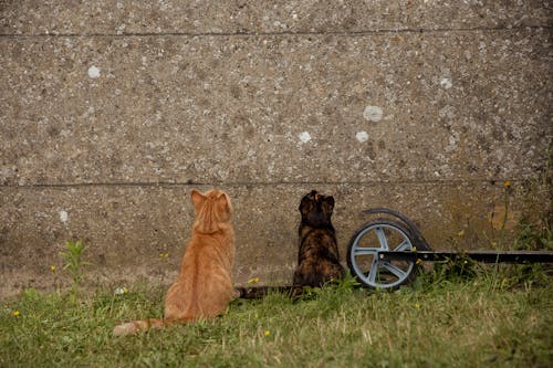 Foto profissional grátis de amante de gatos, animais, animal