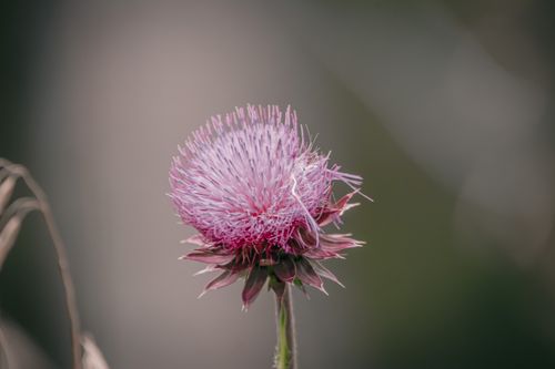 Free Captivating close-up of a blooming purple thistle flower against a soft background. Stock Photo