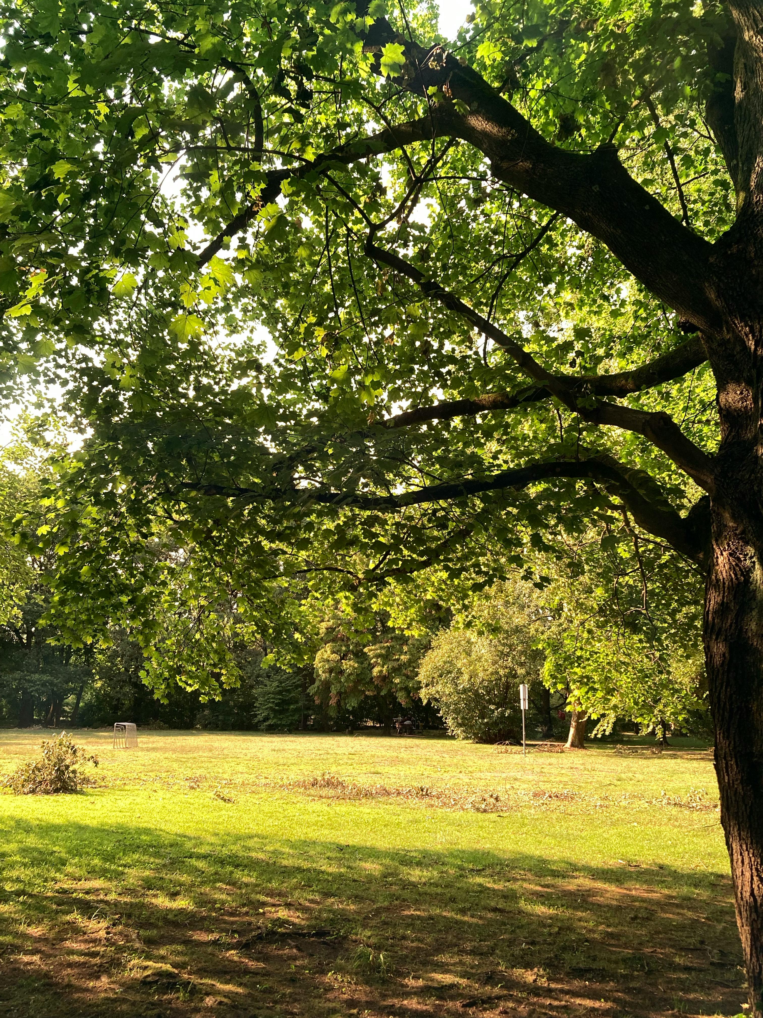 Outdoor kitchen with pergola lighting