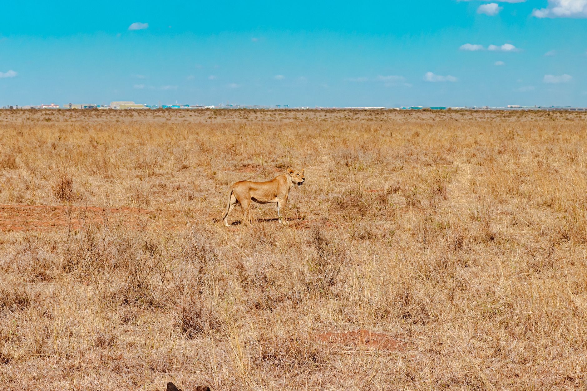 A majestic lioness roams the vast plains near Mombasa, capturing the wild essence of the savanna.