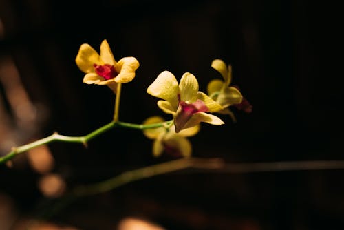 Fotos de stock gratuitas de amarillo, de cerca, flores