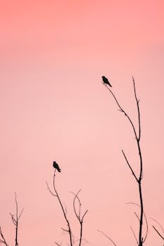Two birds perched on branches, silhouetted against a pink sunset sky.