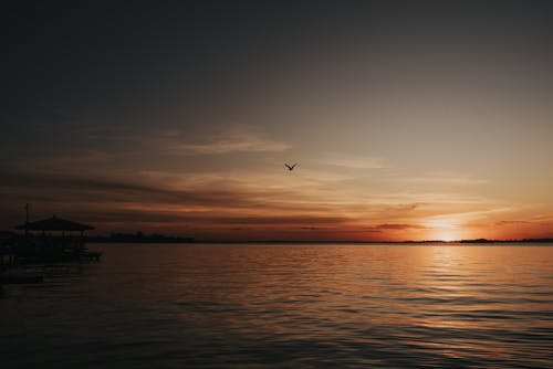 Bird Flying over Sea at Sunset