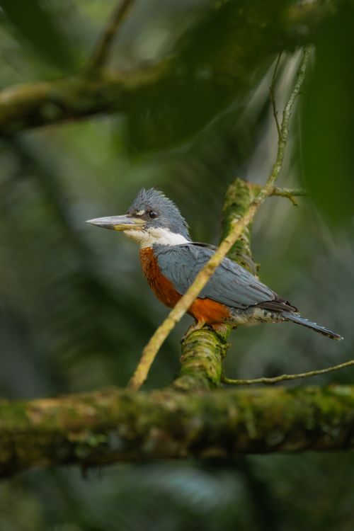 Free Close-up of an Amazon Kingfisher on a mossy branch in its natural habitat. Stock Photo
